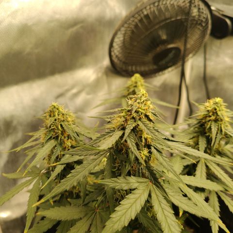 Milky Way growlog photo: Finishing with water until