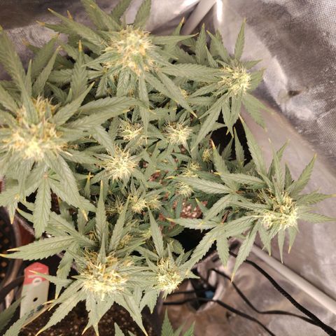 Milky Way growlog photo: Finishing with water until