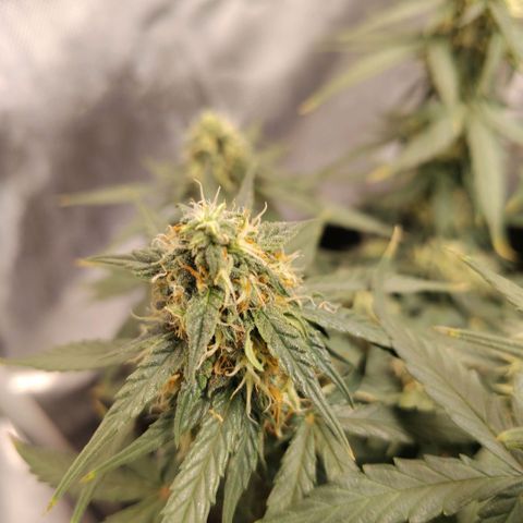 Milky Way growlog photo: Finishing with water until