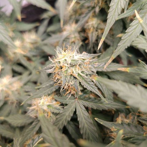 Milky Way growlog timeline photo