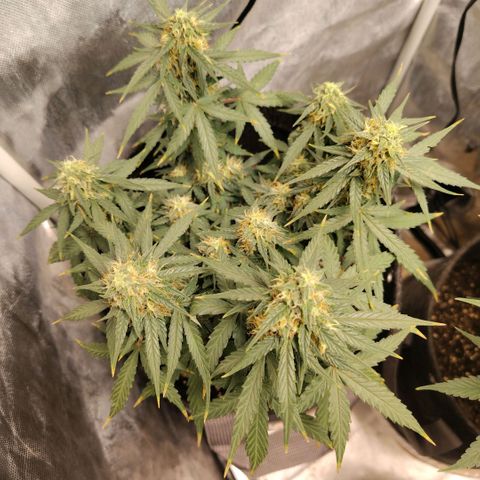 Milky Way growlog timeline photo