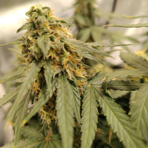 Milky Way growlog timeline photo