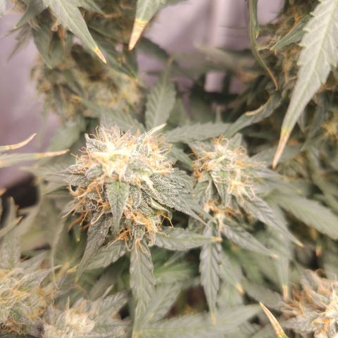 Milky Way growlog timeline photo