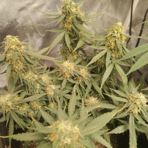 Milky Way growlog timeline photo