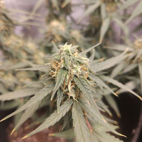 Milky Way growlog timeline photo