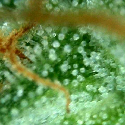 Milky Way growlog timeline photo