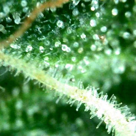 Milky Way growlog timeline photo