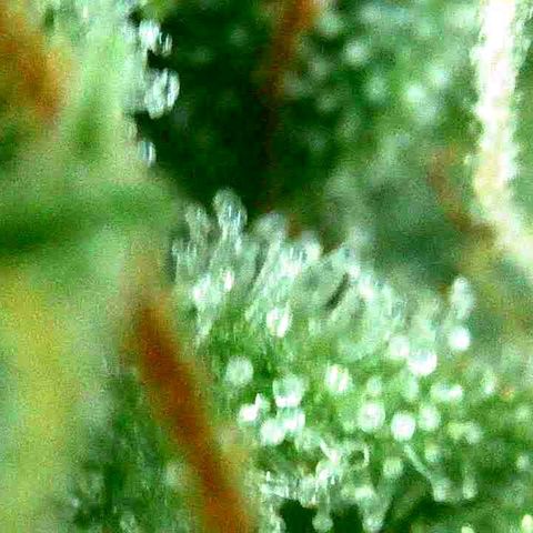 Milky Way growlog timeline photo