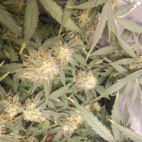 Milky Way growlog timeline photo