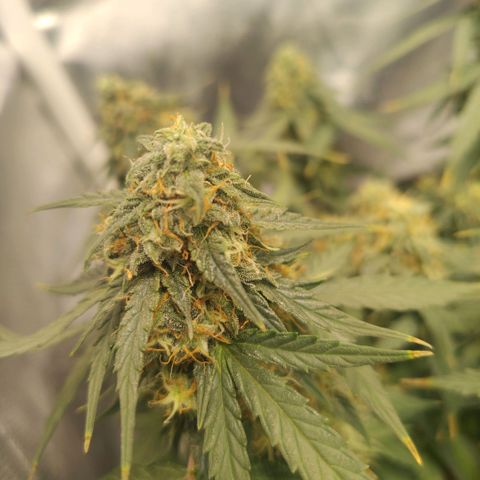 Milky Way growlog timeline photo