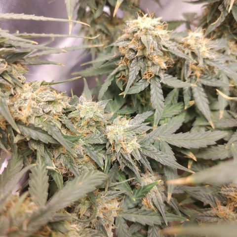 Milky Way growlog timeline photo