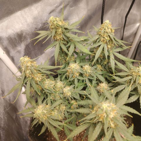 Milky Way growlog timeline photo