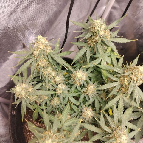 Milky Way growlog timeline photo