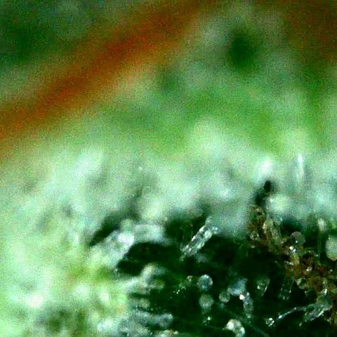 Milky Way growlog timeline photo