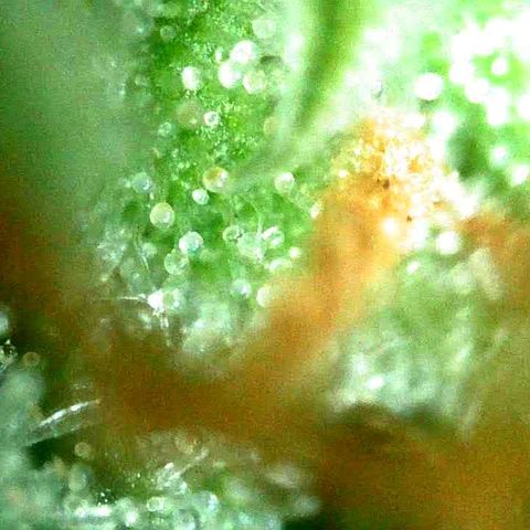 Milky Way growlog timeline photo