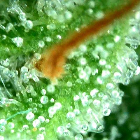 Milky Way growlog timeline photo