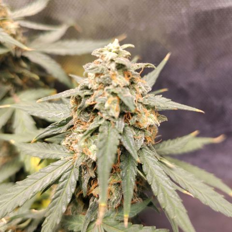 Milky Way growlog timeline photo