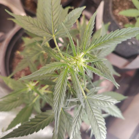 Epsilon growlog timeline photo