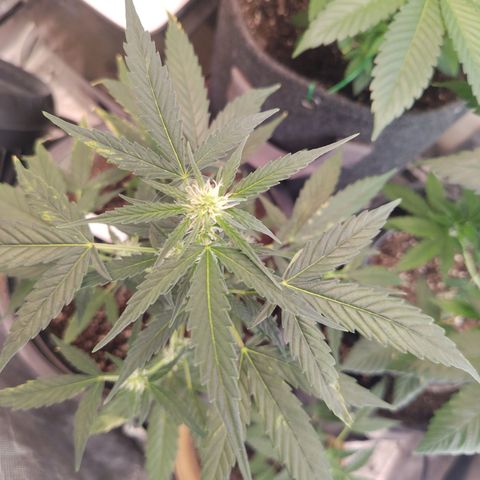 Epsilon growlog timeline photo