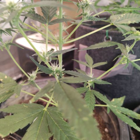 Epsilon growlog timeline photo