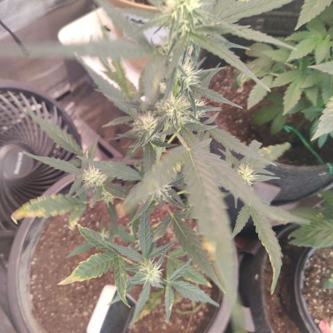 Epsilon growlog timeline photo