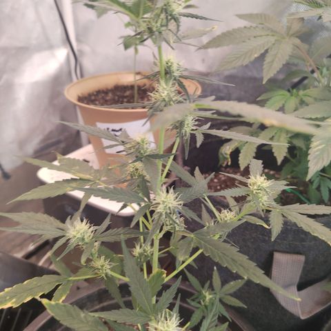 Epsilon growlog timeline photo