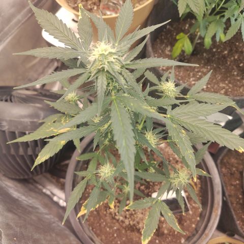 Epsilon growlog timeline photo
