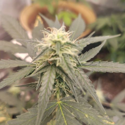 Epsilon growlog timeline photo