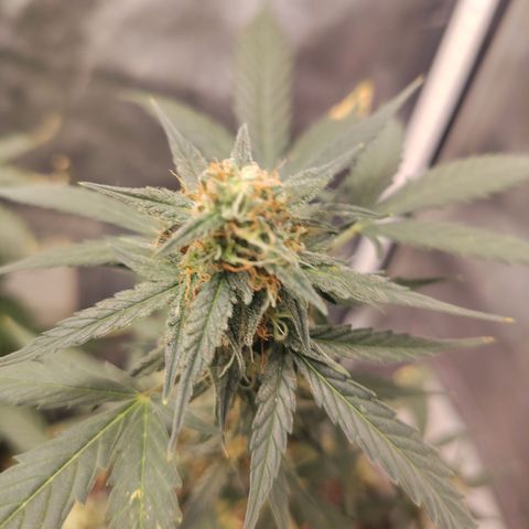 Epsilon growlog timeline photo