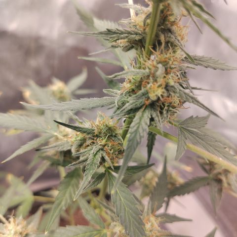 Epsilon growlog timeline photo