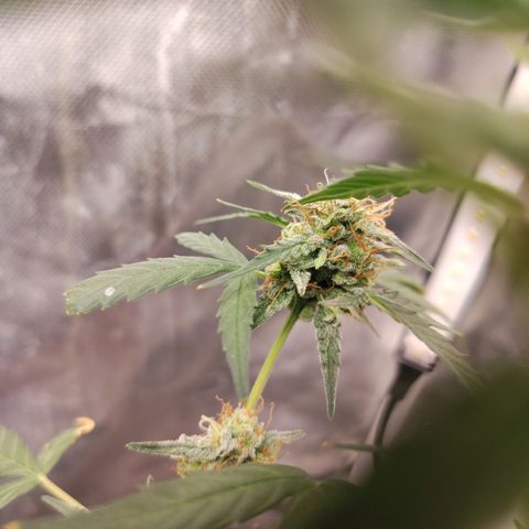 Epsilon growlog timeline photo