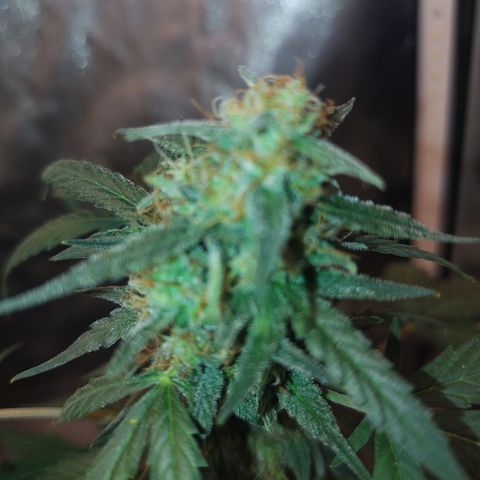 Epsilon growlog timeline photo
