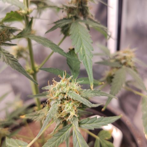 Epsilon growlog timeline photo