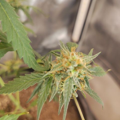 Epsilon growlog timeline photo