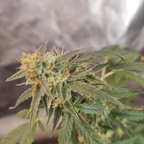 Epsilon growlog timeline photo