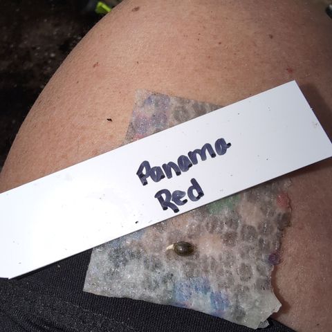 Zelda- Purple Panama Red 17-21%S, (94 days),  287w/60d growlog photo: There ya have it.