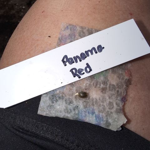 Zelda- Purple Panama Red 17-21%S, (94 days),  287w/60d growlog timeline photo