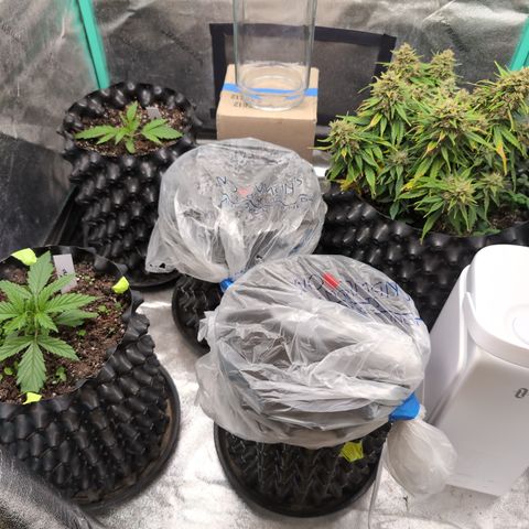 Zelda- Purple Panama Red 17-21%S, (94 days),  287w/60d growlog timeline photo