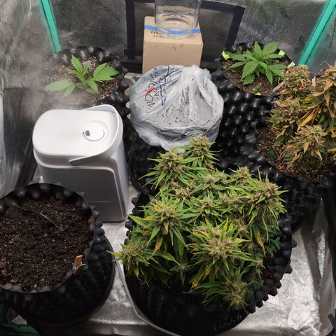Zelda- Purple Panama Red 17-21%S, (94 days),  287w/60d growlog timeline photo