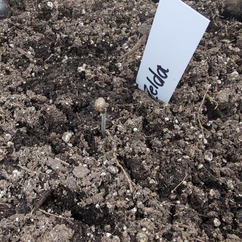 Zelda- Purple Panama Red 17-21%S, (94 days),  287w/60d growlog photo: Seed hat. 😁