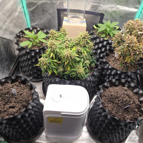 Zelda- Purple Panama Red 17-21%S, (94 days),  287w/60d growlog photo: So beautiful!!
