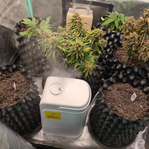 Zelda- Purple Panama Red 17-21%S, (94 days),  287w/60d growlog timeline photo