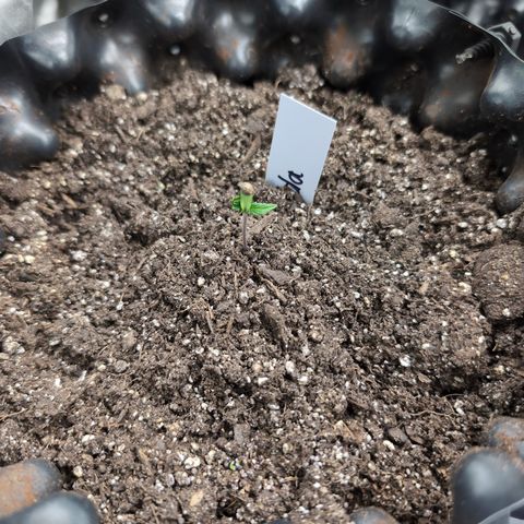 Zelda- Purple Panama Red 17-21%S, (94 days),  287w/60d growlog timeline photo