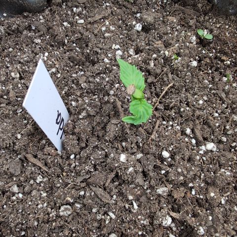 Zelda- Purple Panama Red 17-21%S, (94 days),  287w/60d growlog photo: Is that yellow??