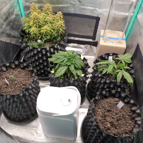 Zelda- Purple Panama Red 17-21%S, (94 days),  287w/60d growlog timeline photo