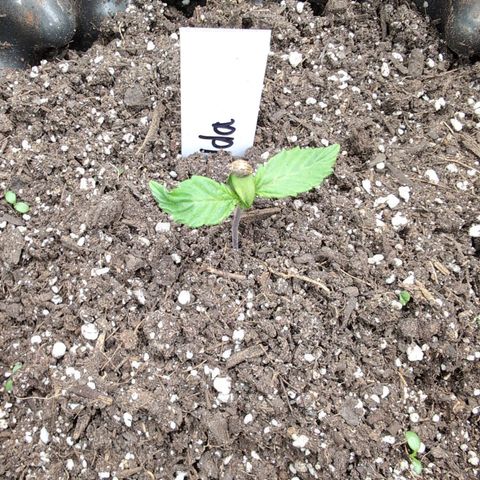 Zelda- Purple Panama Red 17-21%S, (94 days),  287w/60d growlog photo: Can't lose the hat yet. 