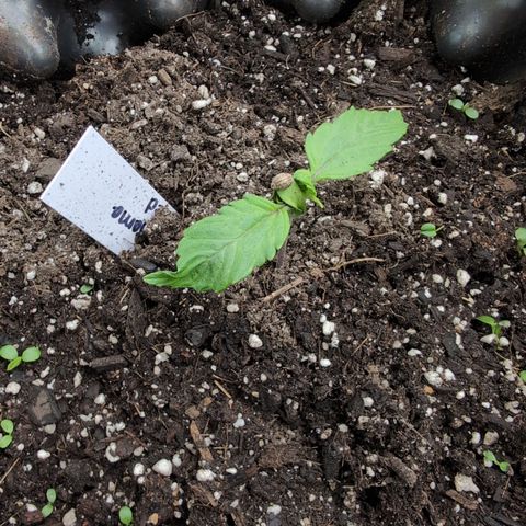 Zelda- Purple Panama Red 17-21%S, (94 days),  287w/60d growlog photo: Almost!