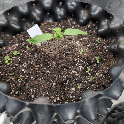 Zelda- Purple Panama Red 17-21%S, (94 days),  287w/60d growlog photo: She ditched the hat for a curly do.