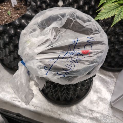 Quinn- Quarter Pounder w/Cheese (84d) 22-28%Sativa 163g wet/36g dry growlog photo: With her jolly bonnet
