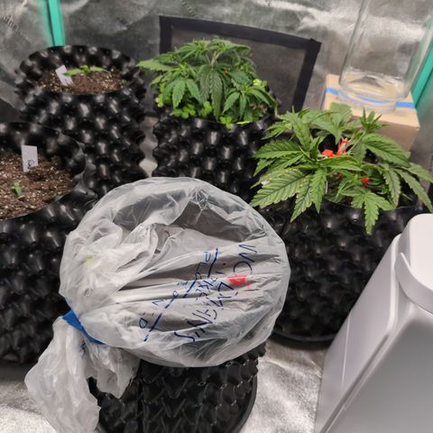 Quinn- Quarter Pounder w/Cheese (84d) 22-28%Sativa 163g wet/36g dry growlog timeline photo